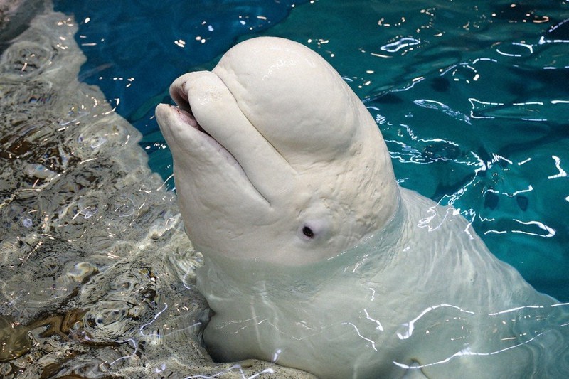 国内最高齢ベルーガ死ぬ 名港水族館 | 毎日新聞