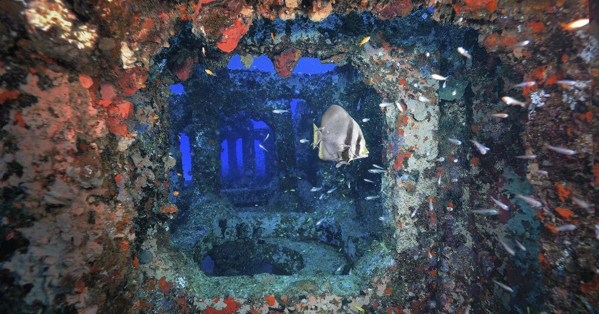 水中写真連載 So Blue：サカナの楽園 額に入った絵画のよう | 毎日新聞