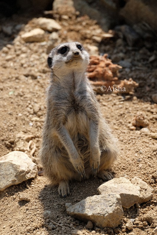 カメラ少女・藍沙のいきもの大好き：ミーアキャット