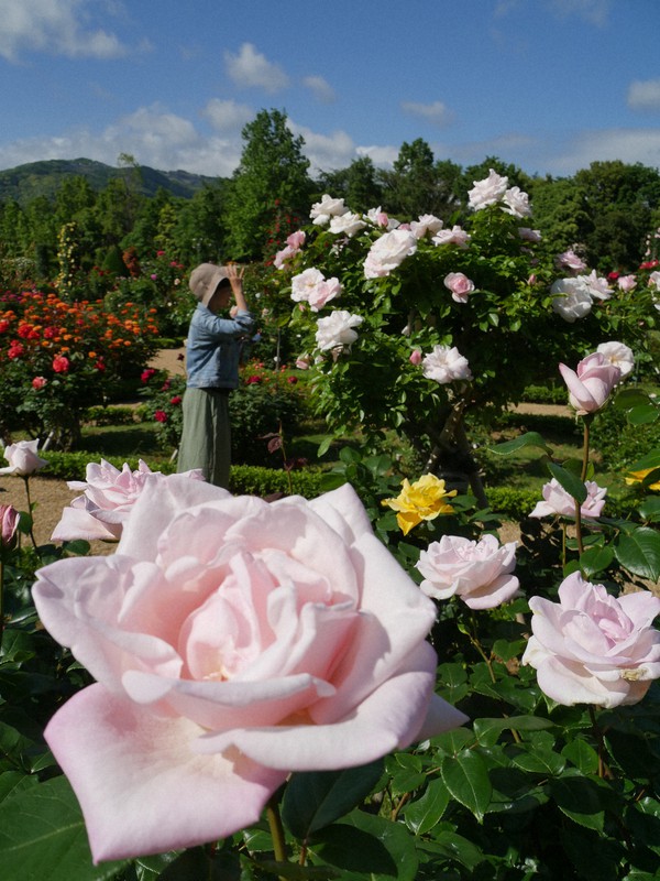 色とりどりバラ6000株 華麗に 静岡 河津バガテル公園で見ごろ 写真特集1 5 毎日新聞