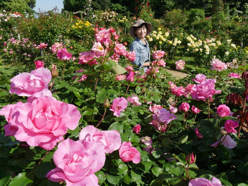 春バラ多彩に6000株 河津バガテル公園 静岡 毎日新聞