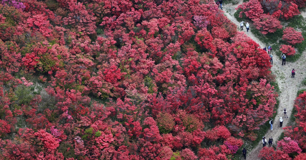 空から見えた「赤い山」 葛城山でツツジ見ごろ 好天続き開花早く