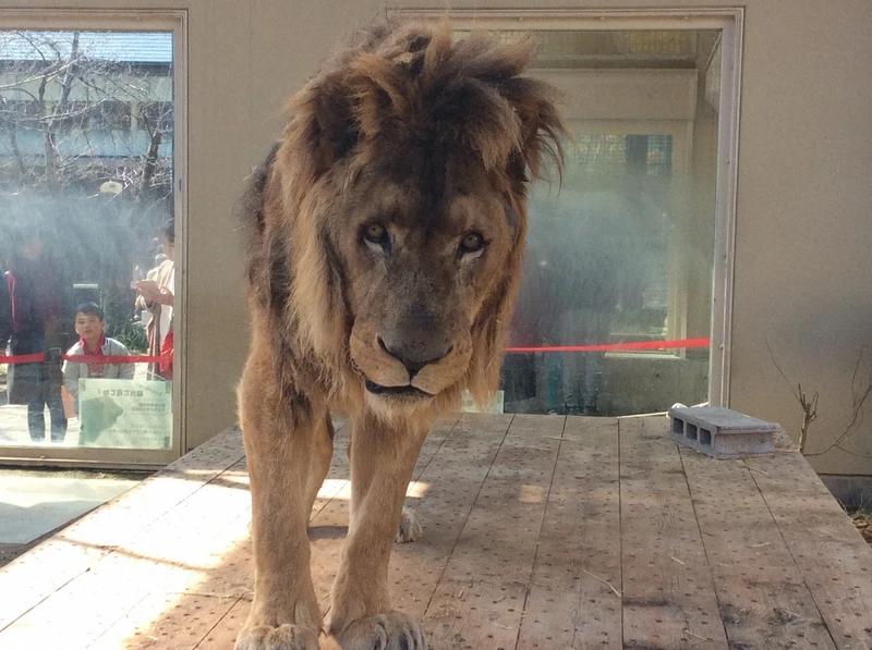 もうライオンは飼いません 変わる動物福祉の現場 毎日新聞