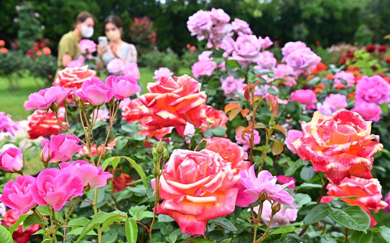 バラ1800株 豊かな色 香り 福岡 海の中道海浜公園で見ごろ 毎日新聞