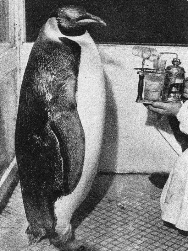 ペンギンが元気に過ごすための取り組みは 葛西臨海水族園の裏側 [写真