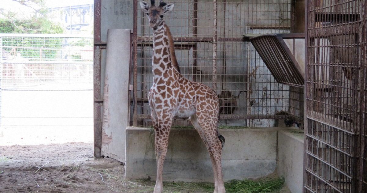 宮下キリン マサイキリン「コナツ」熊本へ（2021年12月11日放送）｜フォーカス｜U