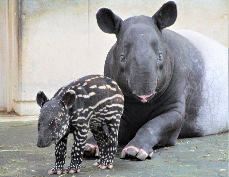 ママにそっくり マレーバクの赤ちゃん リン 誕生 多摩動物公園 毎日新聞 ママにそっくり マレーバクの赤ちゃん リン 誕生 多摩動物公園 毎日新聞