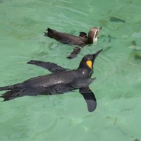ペンギンが元気に過ごすための取り組みは 葛西臨海水族園の裏側 [写真