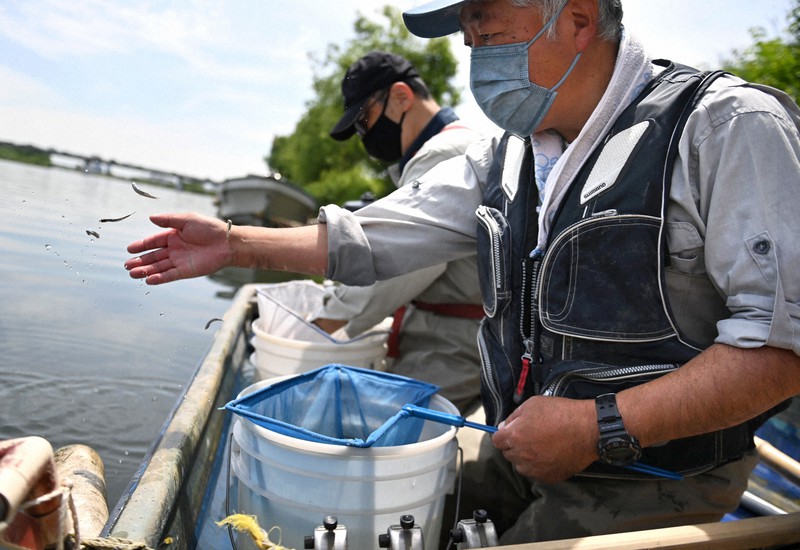 多摩川の天然アユ 今年は0万匹超 都職員が遡上数調査 毎日新聞