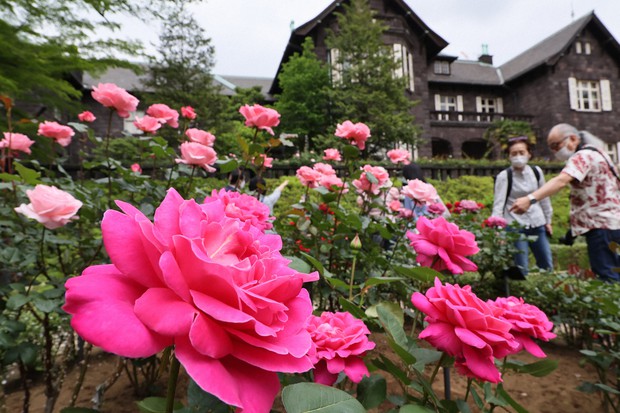 Scent of 'first love'? 200 rose clusters in full bloom at Tokyo