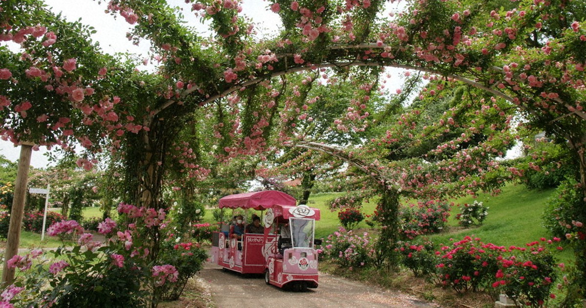 バラの散策道 アジサイも競演 かのやばら園 鹿児島 毎日新聞