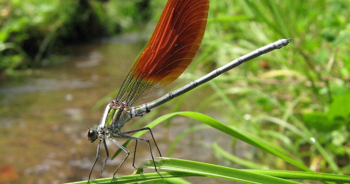 K原さんちの里山探検：ニホンカワトンボ 今年もGW前に初飛行