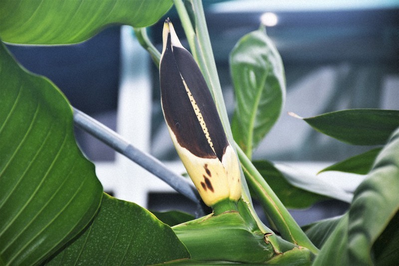 仏炎苞」4年ぶり ヤマサキカズラが開花 草津 ／滋賀 | 毎日新聞