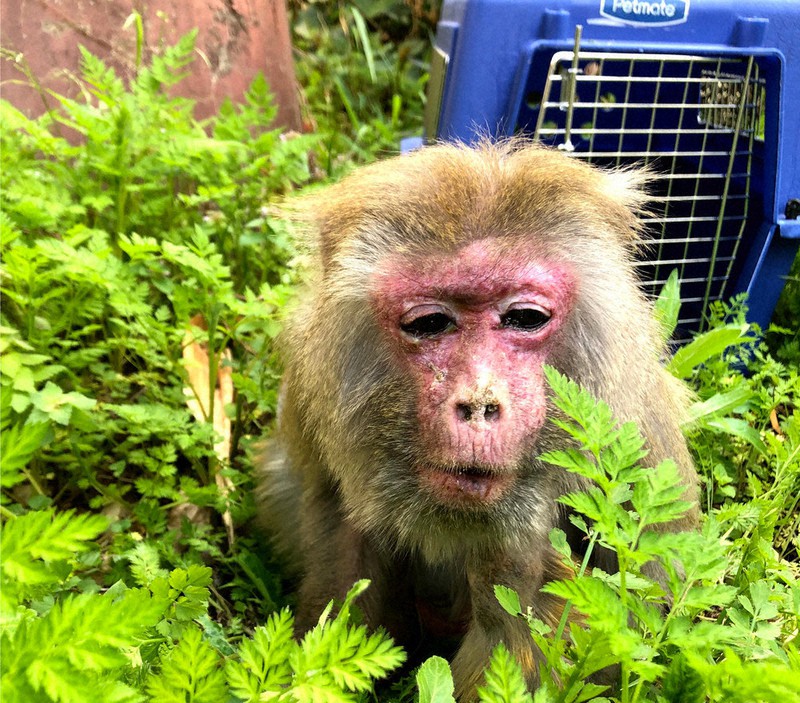 飼育員にキャリーで屋外グラウンドに運ばれて散歩「いそんぽ」を楽しむイソコ=2021年4月(京都市動物園提供)