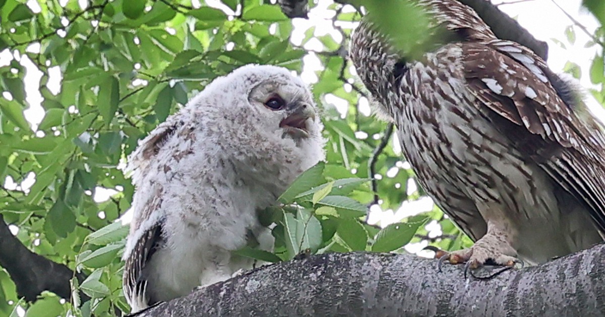 フクロウの巣だった御神木、幸運の丸太 フクロウの巣だった御神木、幸運の丸太 47 TREASURE｜工藝を旅する