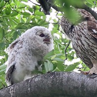 フクロウのヒナすくすく [写真特集1/5] | 毎日新聞