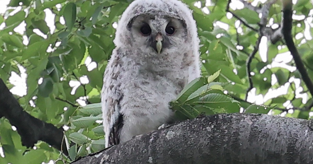 フクロウの巣だった御神木、幸運の丸太 フクロウの巣だった御神木、幸運の丸太 47 TREASURE｜工藝を旅する