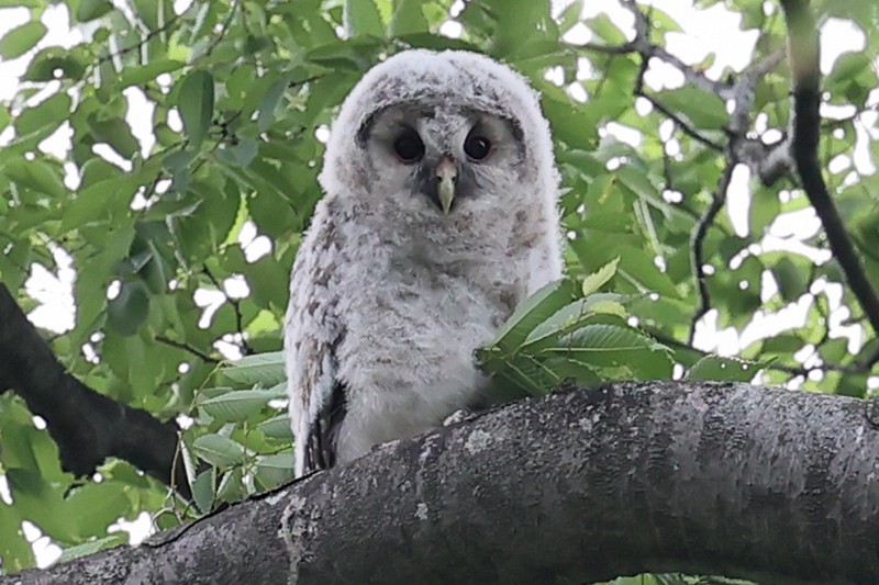 フクロウの巣だった御神木、幸運の丸太 フクロウ 置物 大型 縁起物 幸運｜札幌のリサイクルショップ