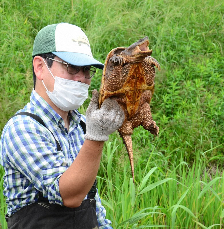 わなにかかったカミツキガメ=千葉県佐倉市で2022年5月20日午前10時30分、石川勝義撮影