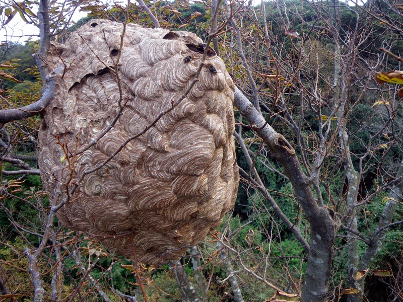 いきものと生きる：養蜂業に深刻な脅威、外来スズメバチを追え