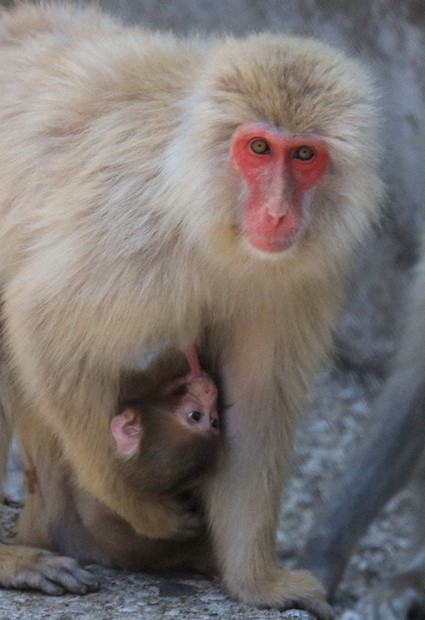 北限のサル、赤ちゃん続々 黒い体毛、愛らしい姿お目見え 下北半島