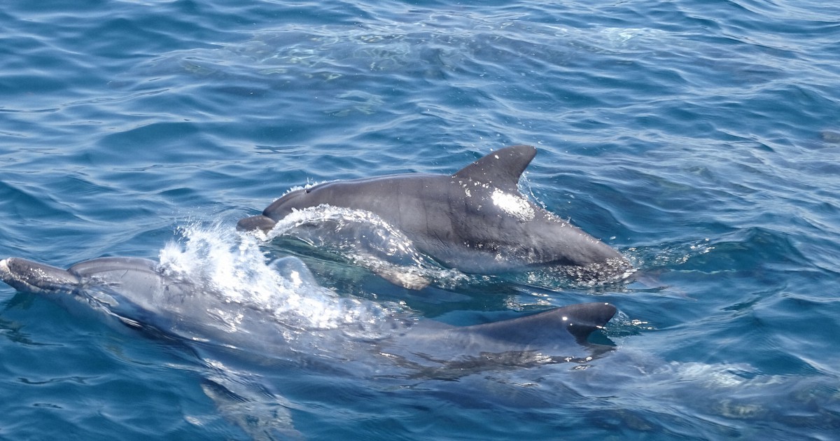 ミナミハンドウイルカの赤ちゃん 泳ぎ愛くるしく 熊本・天草沖 [写真
