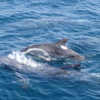 ミナミハンドウイルカの赤ちゃん 泳ぎ愛くるしく 熊本・天草沖 [写真