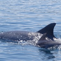 ミナミハンドウイルカの赤ちゃん 泳ぎ愛くるしく 熊本・天草沖 [写真