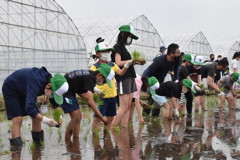 水につかりながら田植えをする子どもたち=栃木県真岡市中郷で2022年5月21日、鴨田玲奈撮影