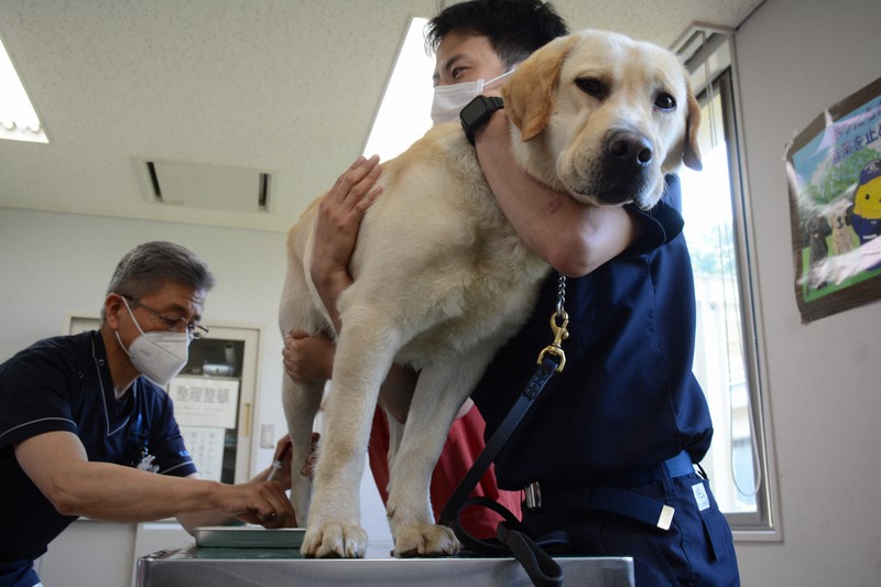 麻薬探知犬も注射は苦手 健康診断で予防接種 千葉 成田 毎日新聞