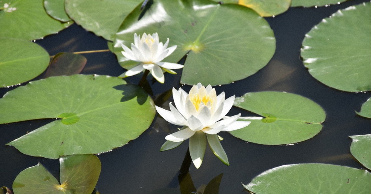 風に揺れるスイレン 蓮華寺池公園で咲き始め 藤枝 ／静岡 | 毎日新聞