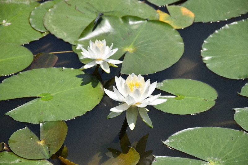 蓮華 風に揺れるスイレン 蓮華寺池公園で咲き始め 藤枝 ／静岡 | 毎日新聞