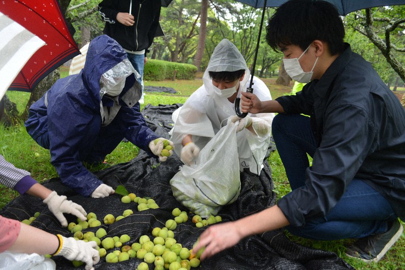 梅の実を袋に詰める別府大生ら=別府公園で2022年5月26日午後1時38分、大島透撮影