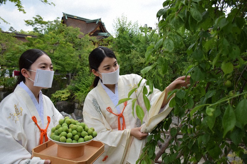 疫病退散「大福梅」に 巫女ら丁寧に収穫 北野天満宮 ／京都 | 毎日新聞