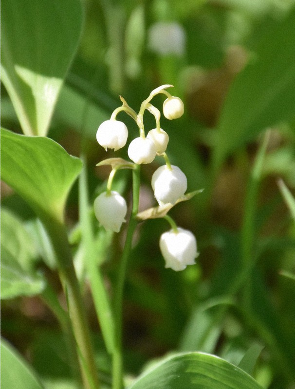 木漏れ日差す足元に 笛吹 ニホンスズラン群生地 山梨 毎日新聞