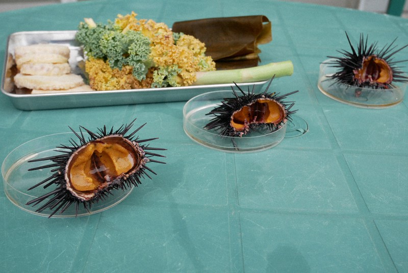 海藻を食い荒らすウニ 廃棄野菜を与え商品化を 福岡で実証実験 毎日新聞