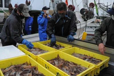 不漁 燃料高 ロシア不安 酒田港のイカ釣り漁船に 荒波 毎日新聞