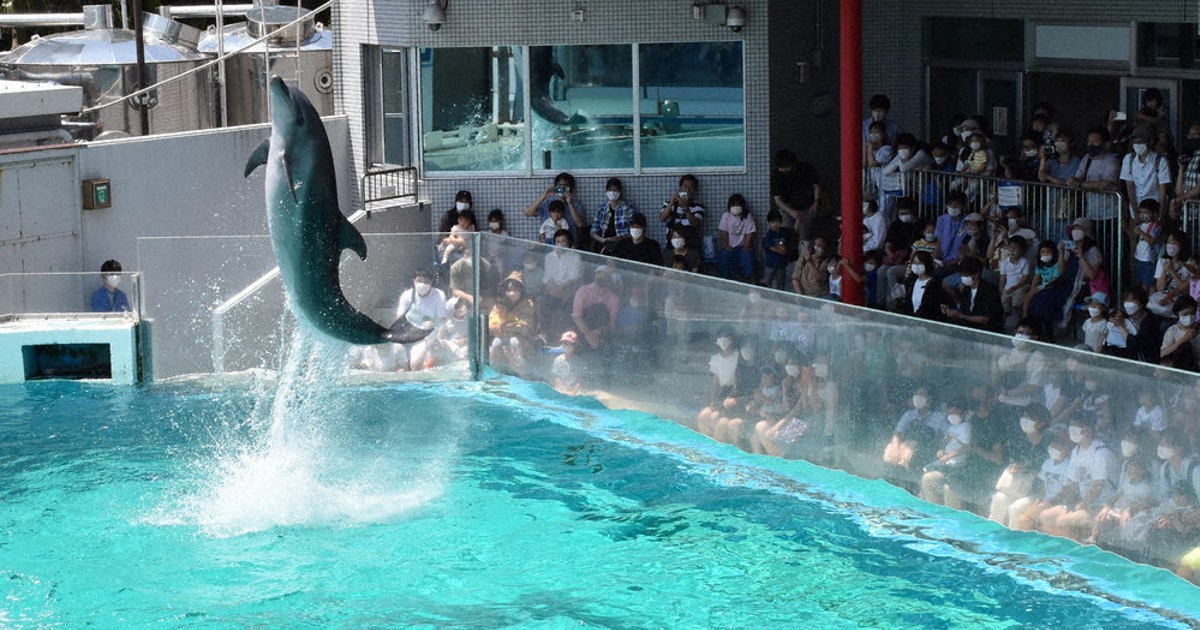 ご当地キティ しながわ水族館 品川水族館 ピンク イルカ ご当地キティ しながわ水族館 品川水族館 ピンク イルカ - メルカリ