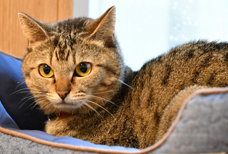 猫好き必見 屋内飼育用モデルルーム 習性に配慮 兵庫 養父 毎日新聞 猫好き必見 屋内飼育用モデルルーム 習性に配慮 兵庫 養父 毎日新聞