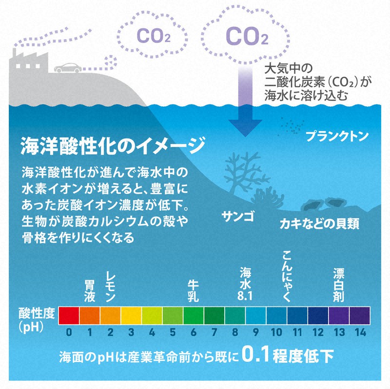 なるほドリ ワイド 海洋酸性化 どんな現象 回答 三股智子 毎日新聞
