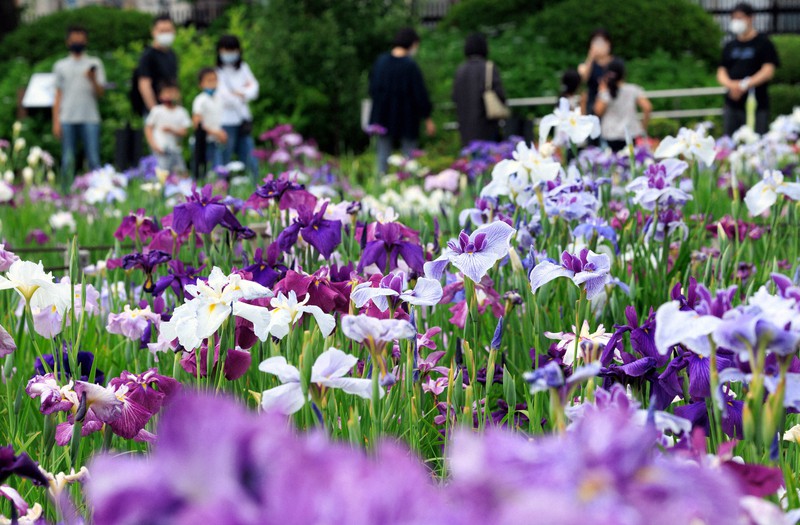 0種 6000株のハナショウブが見ごろ 東京 堀切菖蒲園 毎日新聞