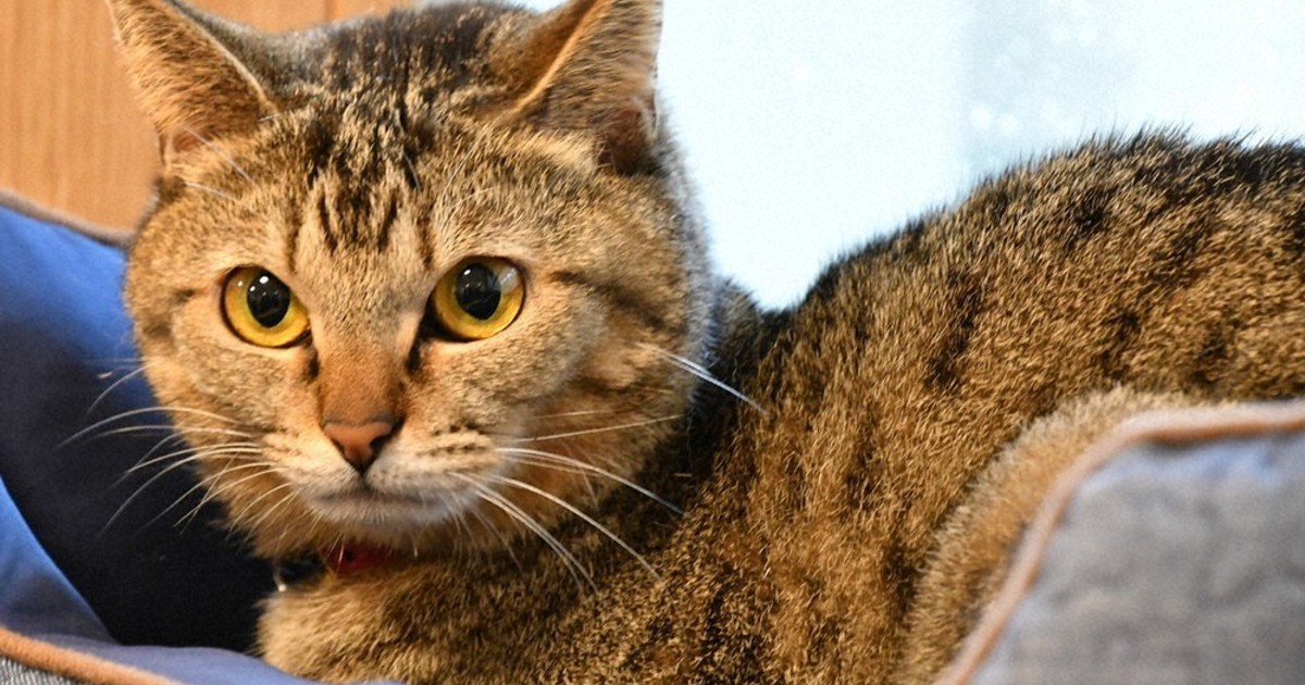 街かど 撮っておき 県動物愛護センター 但馬支所 猫を飼うモデルルーム 兵庫 毎日新聞