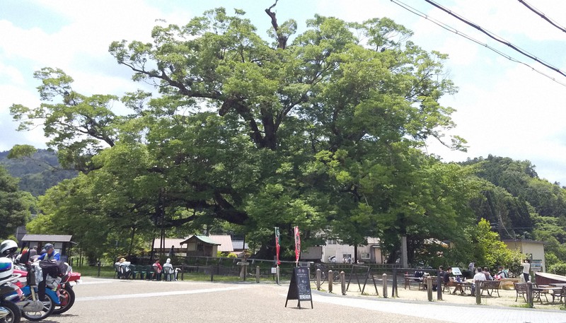 樹齢1000年以上のご神木 「野間の大ケヤキ」力強く 大阪・能勢 | 毎日新聞