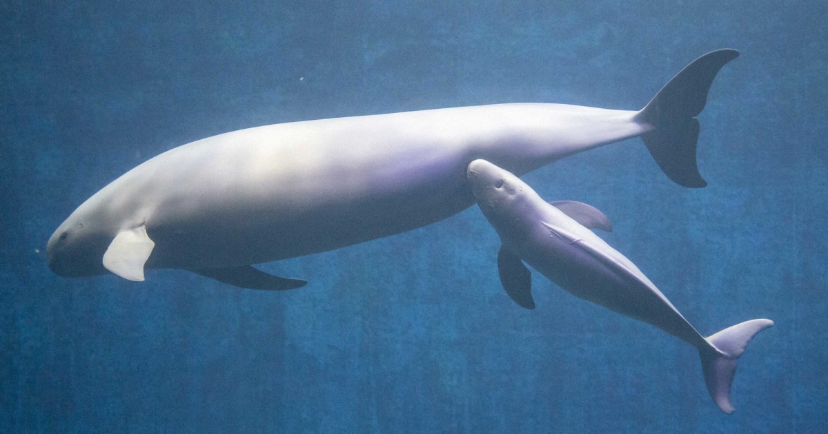 水族館のスナメリが相次いで出産 珍しい人工哺育、元気に育って | 毎日新聞