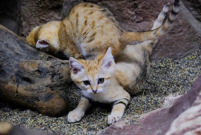 ちゃんよし☆ナマケモノちゃん、ミーアキャットちゃん sddefault.jpg
