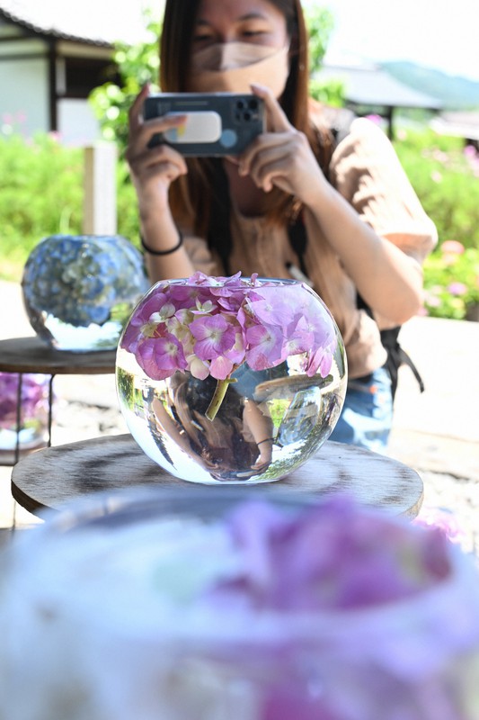 見た目も涼しげ 剪定アジサイで花手水 奈良 般若寺 写真特集1 10 毎日新聞