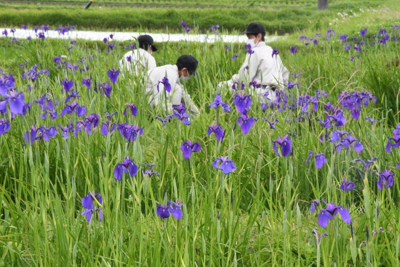 ノハナショウブの群落地で作業をする伊賀白鳳高の生徒たち=三重県伊賀市西之澤で、大西康裕撮影