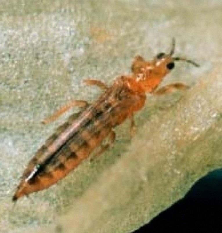 ピーマンの病害虫、多数発生の恐れ 花卉類、トマト、イチゴも 県