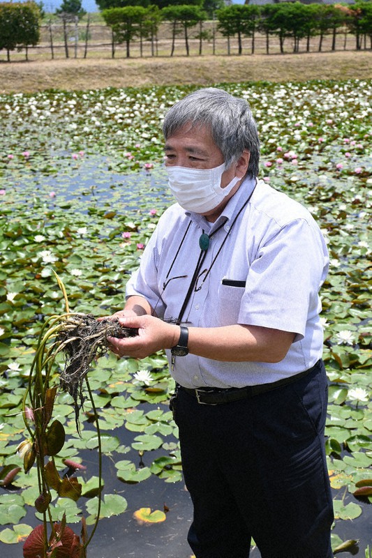 大繁殖のスイレンは外来種 富山 安田城跡の堀で駆除へ 毎日新聞 大繁殖のスイレンは外来種 富山 安田城跡の堀で駆除へ 毎日新聞