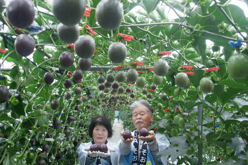 甘酸っぱい」パッションフルーツ、収穫最盛期 出来は上々 鹿児島